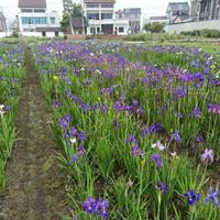 基地直销玉蝉花玉蝉花浙江玉蝉花价格花菖蒲花菖蒲价格自产自销