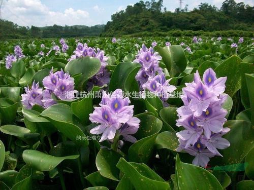 水葫芦水葫芦价格凤眼莲水葫芦小苗浙江水葫芦萧山佳颖园艺自产自