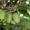 优质软枣猕猴桃苗春季开售，山东威海基地发货