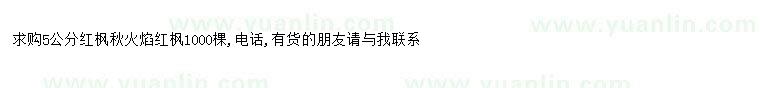 求购求购5公分红枫秋火焰红枫1000棵