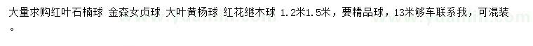 求购红叶石楠球、金森女贞球、大叶黄杨球等