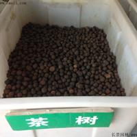 茶树种子批发价格?茶树种子哪里有卖？