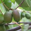 优质软枣猕猴桃大苗小苗都有，威海基地直发
