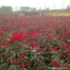 丰花月季·丰花月季图片·丰花月季种植基地