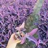 供应紫叶鸭趾草，随意草（假*，一品香，伪*）