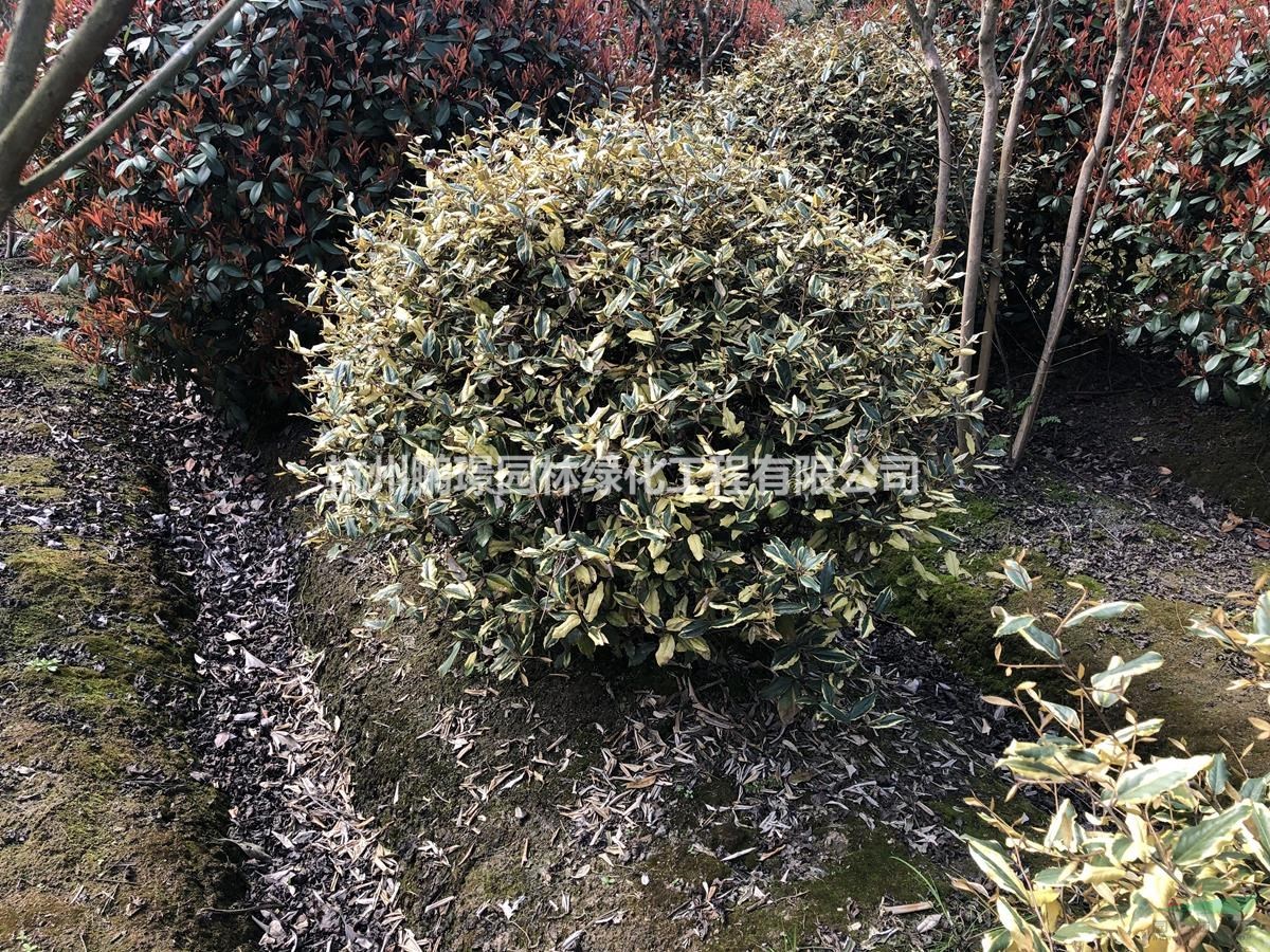 胡颓子-神农架植物-图片