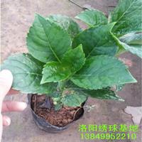 绣球花无尽夏绣球花绣球苗 调色调蓝 工程绿化庭院花卉