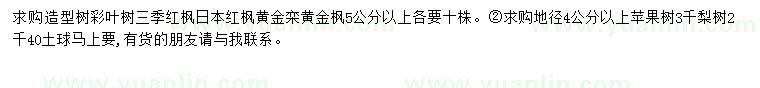 求购彩叶树、三季红枫、日本红枫等