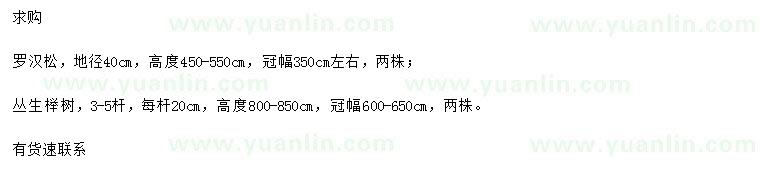 求购地径40公分罗汉松、高800-850公分丛生榉树