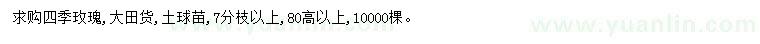 求购高80公分以上四季玫瑰