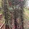 高2.5-4米紫竹北京大苗圃基地购树木市场排名价格