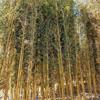 黄金竹高2-6米北京大苗圃基地购树木市排价