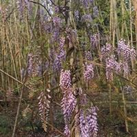 供应四川成都紫藤价格，紫藤基地批发