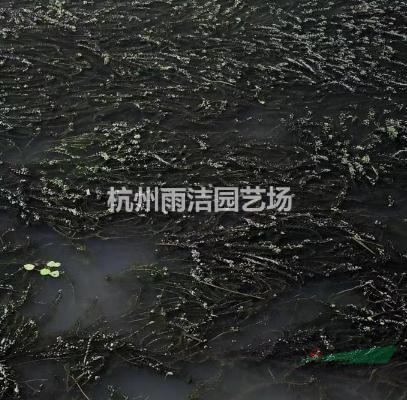 水生植物黑藻黑藻批发温丝草多年生沉水草本沉水植物黑藻基地 种植厂家 产地报价单 杭州雨洁园艺场