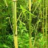 郁金香竹子高2-4.5米北京大苗圃基地购树木市排价