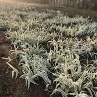 水生植物花叶芦竹，花叶芦竹价格/批发，竹彩叶芦竹