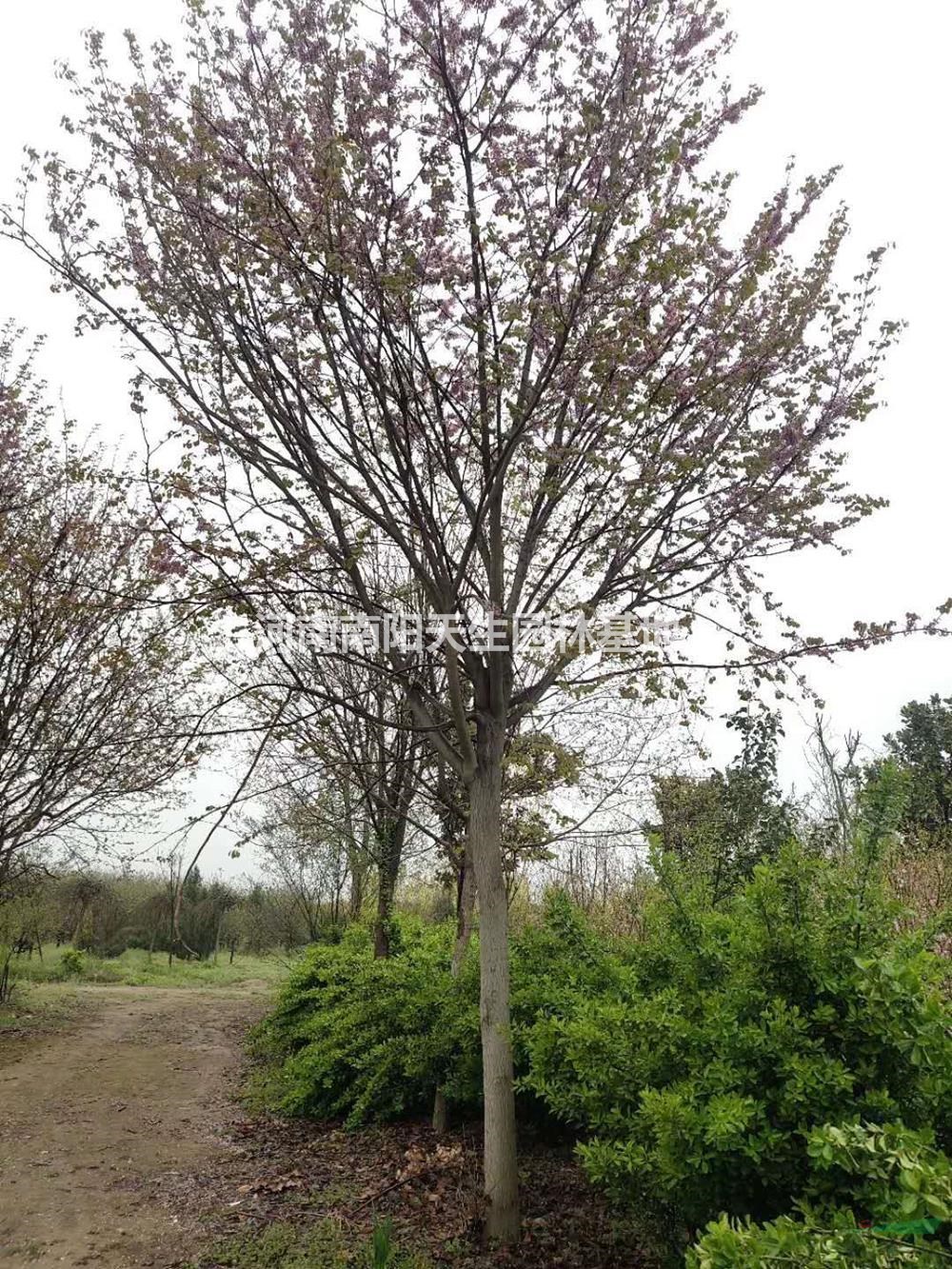 河南供应南阳巨紫荆规格*图片_河南南阳天生园林基地_园林网