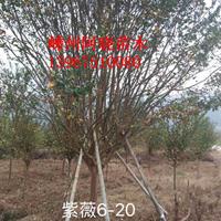 大小规格紫薇 6-20公分紫薇 嵊州紫薇树 浙江紫薇价格基地