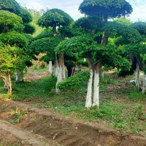 造型对节白蜡地径15-30公分北京大苗圃基地购树木市排价