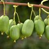 基地直销软枣猕猴桃苗 根系发达 成活率高 软枣猕猴桃苗价格