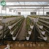 草莓立体式种植采用PVC无土栽培槽的优越性