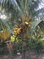 泰国金椰黄椰