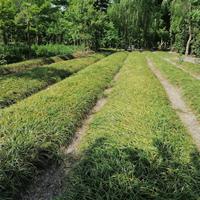 成都货源沿阶草 麦冬基地 沿阶草批发价格