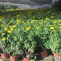 木春菊基地 供应20-50公分木春菊 成都货源