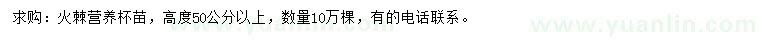 求购高50公分以上火棘