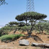 山东莱芜聚鑫园林造型景观松常年供应各种规格造型油松