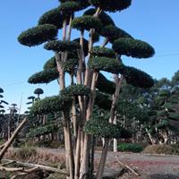 小叶女贞 浏阳永和丽景苗木基地 一手货源基地直销