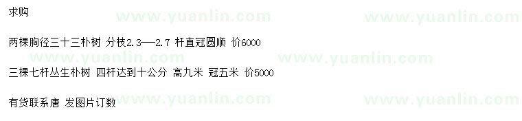 求购胸径33公分朴树、高九米丛生朴树