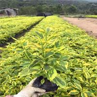 大小规格花叶假连翘 福建花叶假连翘 漳州花叶假连翘基地