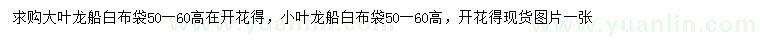 求购高50-60公分大叶龙船、小叶龙船