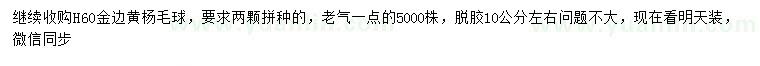 求购高60公分金边黄杨球