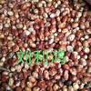 沙枣种子，成熟期采收，树籽发芽率高，顺丰快递发货，质量无忧