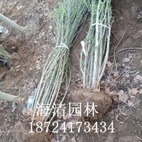 丛生木槿产地直销冠幅60公分丛生木槿