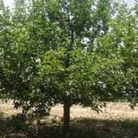 苹果树管理技术 大量出售各种规格苹果树