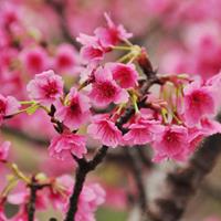 江西樱花树 买樱花到抚州 抚州樱花基地 横滨绯樱报价