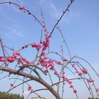 骨红垂枝梅 绿梅红梅量大价格优 梅花苗圃基地