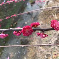 江西抚州产地梅花 梅花价格 红须