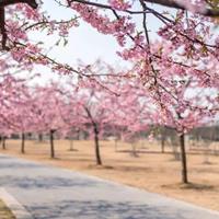 江西抚州樱花 日本樱花河津樱 河津樱1-8公分 河津樱花小苗