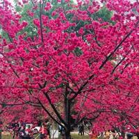 台湾牡丹樱过年开花 花大红 台湾牡丹樱1年生小苗