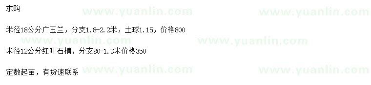 求购米径18公分广玉兰、米径12公分红叶石楠