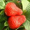 奶油草莓苗价格-奶油草莓苗种植基地 现挖现发草莓苗好活