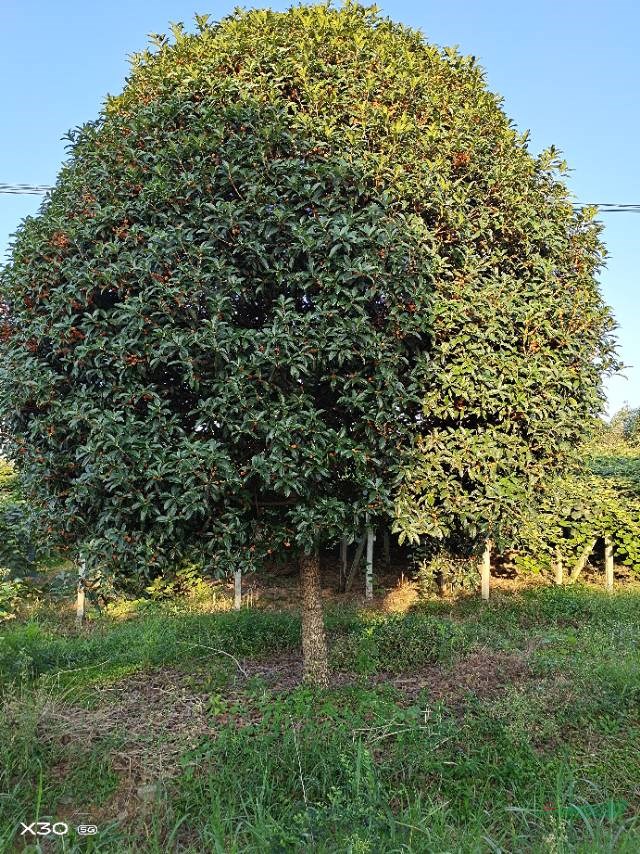 北方桂花树种植技术(北方桂花树怎么养才长得好)