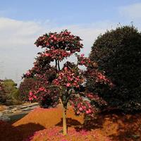 浙江优质茶花基地