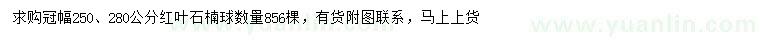 求购冠幅250、280公分红叶石楠球