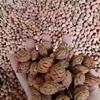 湖南地区供应毛桃种5吨   毛桃胡   毛桃胡的经济价值