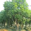 蜜柚：香泡树 高度30-200公分